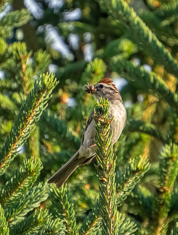 Chipping sparrow caught an insect, probably a spider and perches on a spruce tree in summer