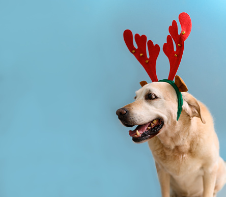 Elderly Labrador dog wearing reindeer headband celebrating Christmas isolated on blue background. Copy space