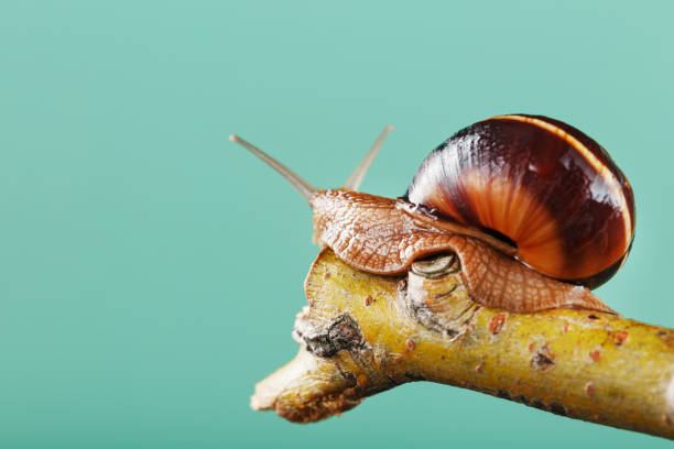 istock A large snail with horns and a brown shell crawls along a branch on a green background 1445004172