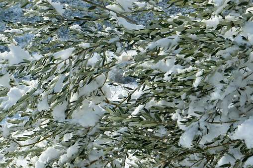 Background of snowy olive branches