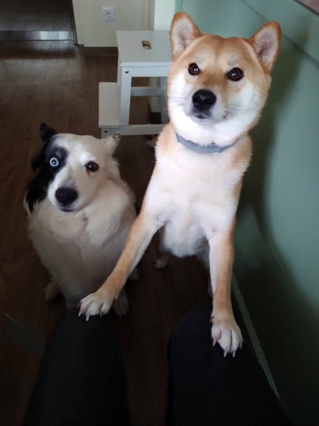 istock My Shiba Inu and Border Collie looking at camera 1445007400