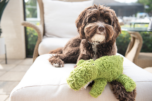 Close up of a chocolate brown Australian labradoodle with stuffed green toy