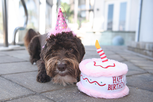 A chocolate brown Australian labradoodle with birthday hat and stuffed cake