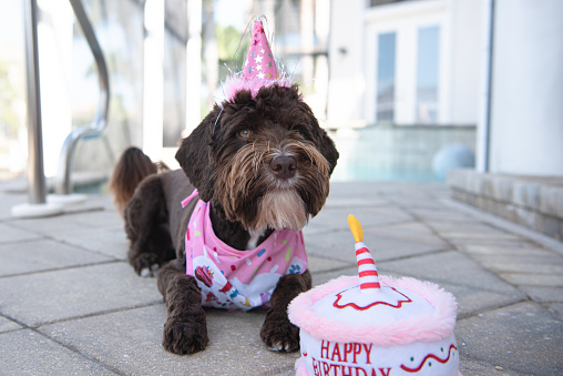 A chocolate brown Australian labradoodle with birthday hat and stuffed cake
