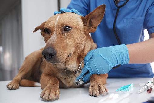 El médico veterinario tratando, revisando al perro en la clínica veterinaria photo