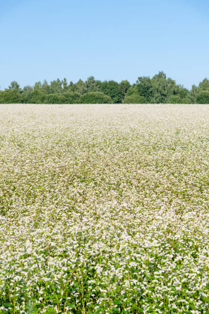 istock Buckwheat agricultural field 1445010841