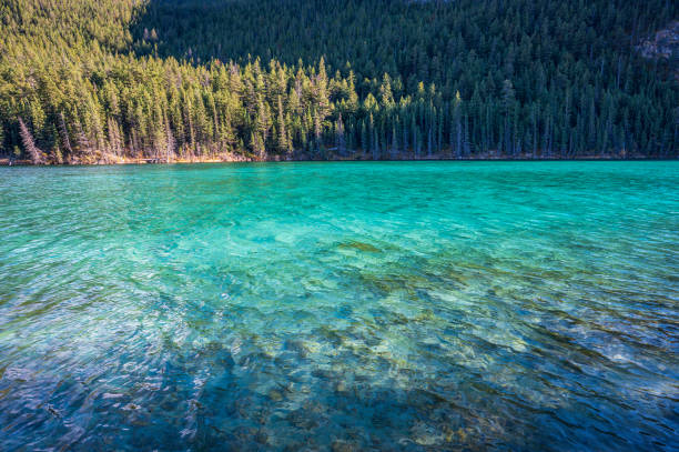 istock Turquoise water in a mountain forest lake with pine trees in Jasper 1445012195