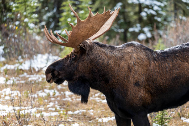 łoś w śniegu w kanadyjskiej przyrodzie - canada moose winter snow zdjęcia i obrazy z banku zdjęć