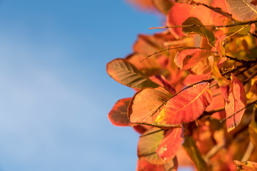 Cotinus coggygria also known as Purple Smoke Bush or Smoke Tree in autumn foliage against blue sky.