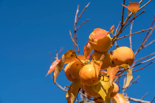Bunch of ripe persimmons on branch against blue sky.