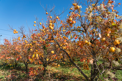 Ripe persimmons growing on trees against blue sky.