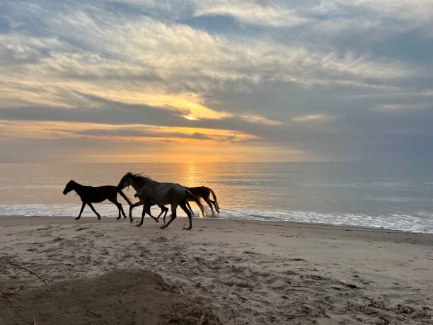 istock Horses running at sunset on a beach in Senegal 1445013954