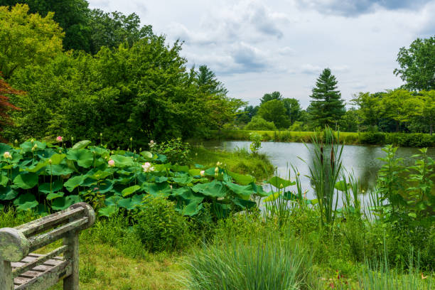 istock A beautiful vista overlooking a pond with lotus blooms. 1445014322