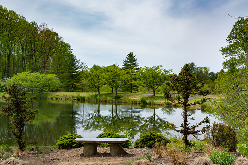 A bench overlooks a still pond with spring green trees reflected in the water. Concept of tranquility.