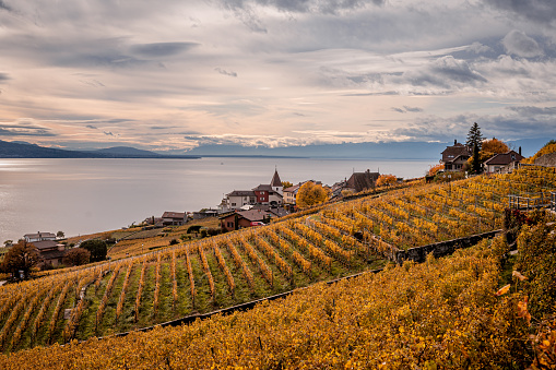 Landscape with mountains, vineyard and lake. Lavaux vineyard, buildings and Lake Geneva in autumn. UNESCO world heritage site in autumn. Switzerland.