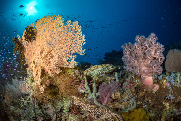 istock Pristine healthy colorful coral garden 1445016211