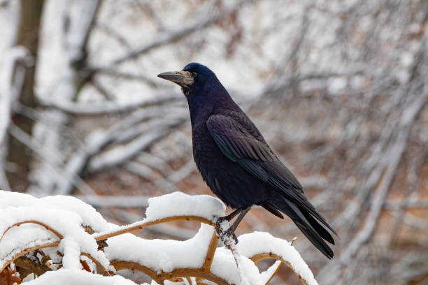 Black crow close-up. Bird sits on a branch with snow stock photo
