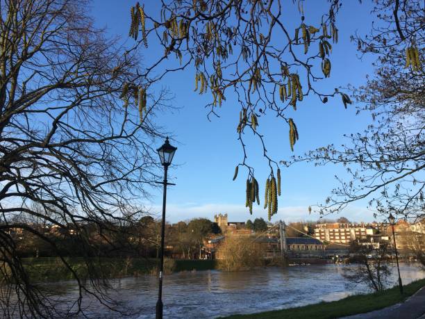 istock Italian alder - Branches, twigs & catkins overlooking river Exe 1445017058