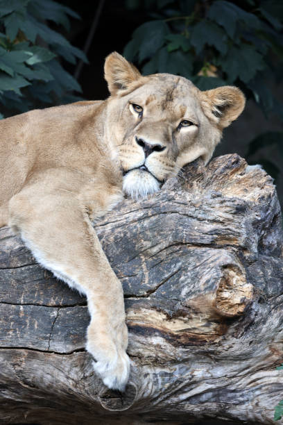 Close up view of a Lioness (panthera leo)