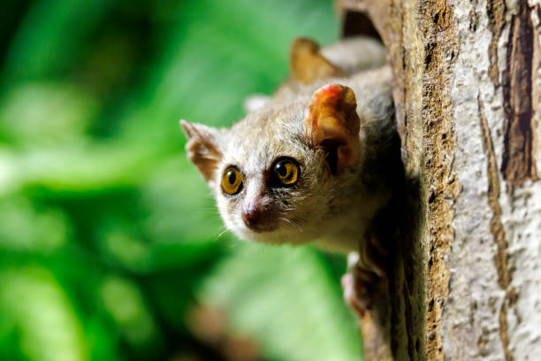 Close up view of a Gray mouse lemur (Microcebus murinus) stock photo