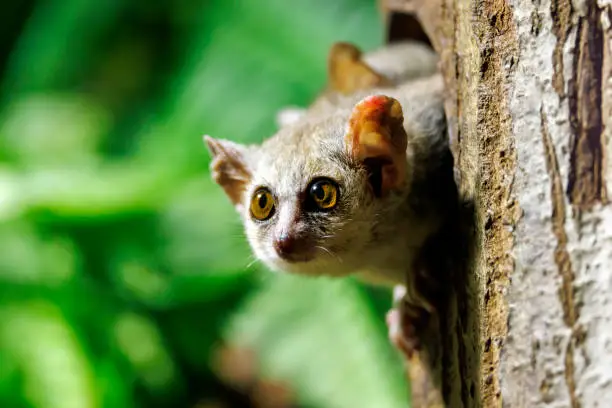 Close up view of a Gray mouse lemur (Microcebus murinus)