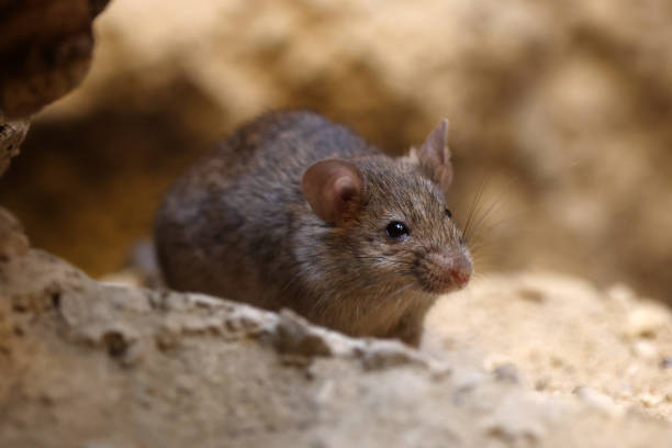 istock Close up view of a small mouse 1445017864