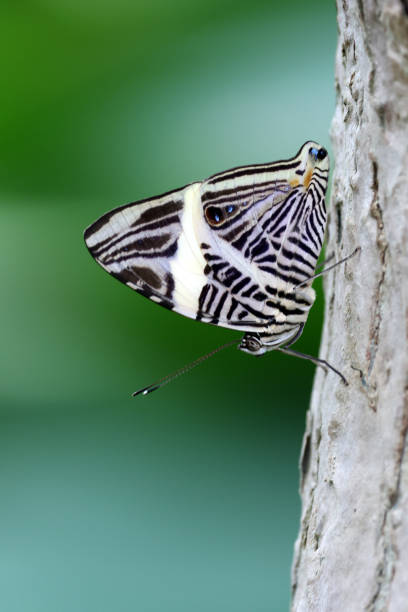 A Jersey Tiger moth 'Euplagia quadripunctaria' with it's black wings and white strips rests on a green leaf in North London in July.