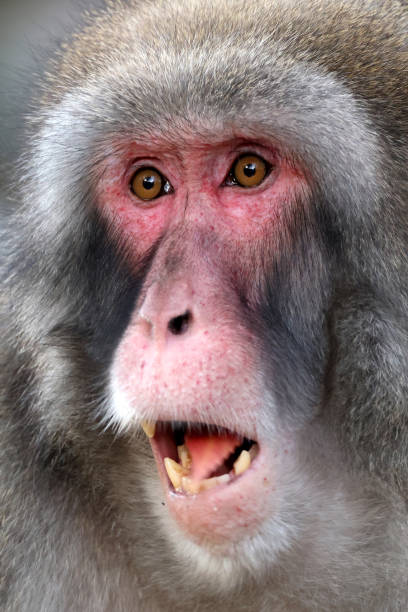 istock Close up view of a Japanese macaque (macaca fuscata) 1445017943