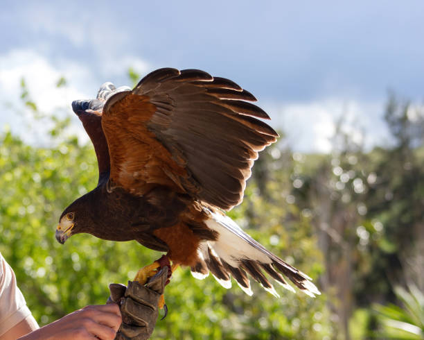 istock Red-and-black eaglet.Busardo Mixto. Parabuteo unicintus 1445017984