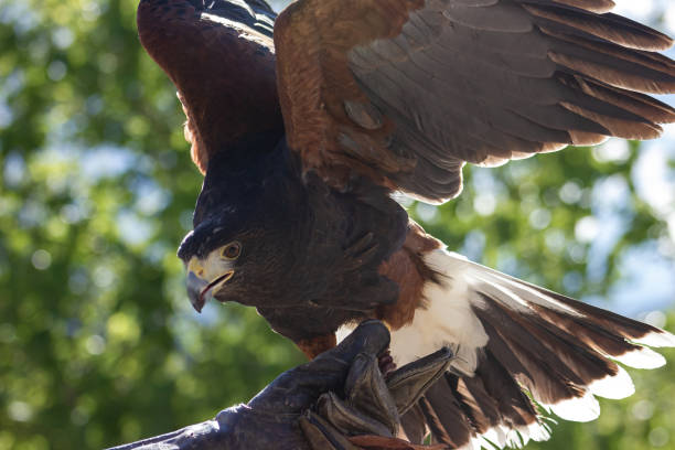 istock Red-and-black eaglet.Busardo Mixto. Parabuteo unicintus 1445018011