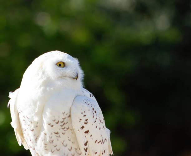 istock Snowy owl (bubo scandiacus) at a raptor exhibit 1445018063