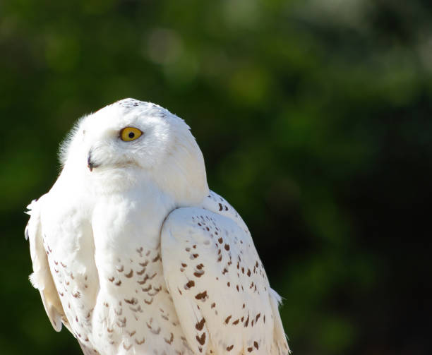 istock Snowy owl (bubo scandiacus) at a raptor exhibit 1445018065