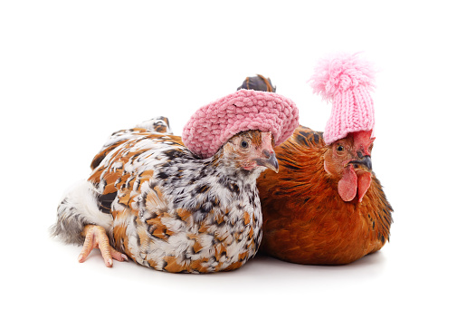 Two brown chickens in hats isolated on a white background.