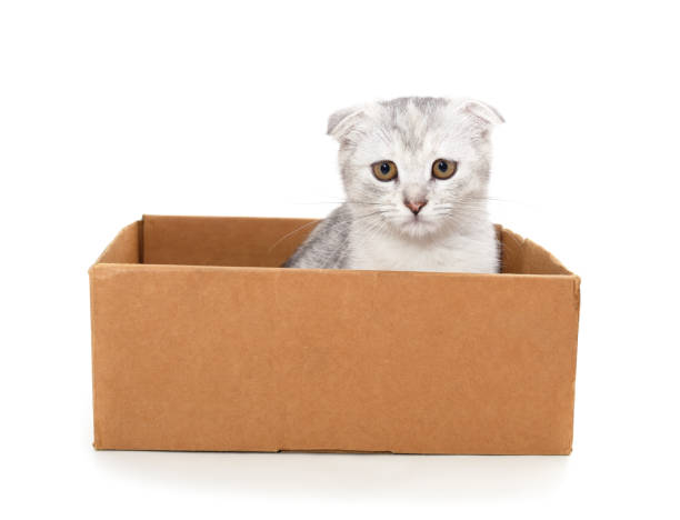 istock Little cat in the box. 1445019477