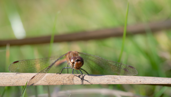 A dragonfly sits on a dry branch. The insect is photographed from the front. In the background grass and dry branches.