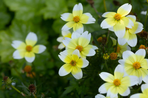 istock Arizona beggarticks, Bidens aurea in bloom 1445020518