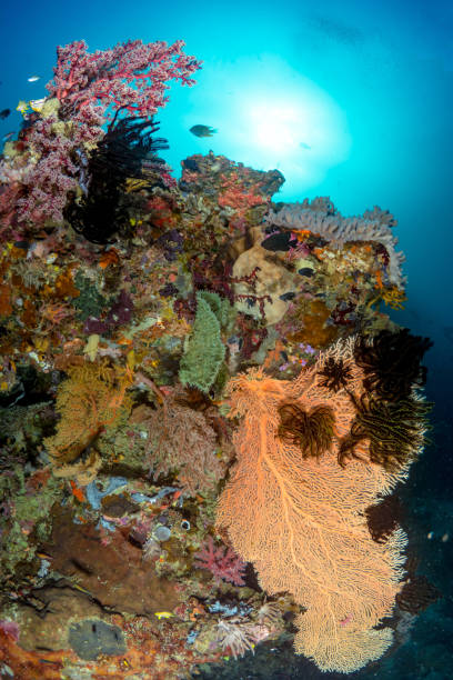 istock Pristine healthy colorful coral garden 1445020742