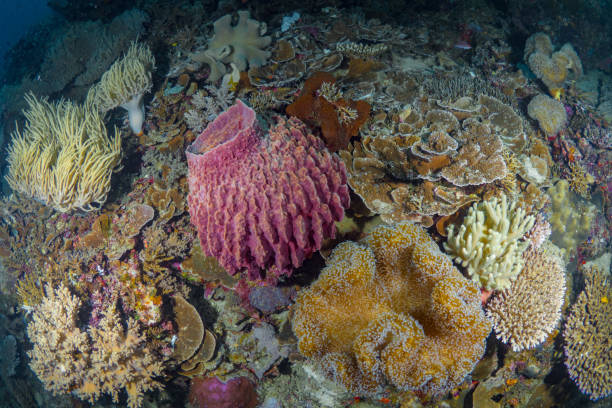 istock Pristine healthy colorful coral garden 1445020743