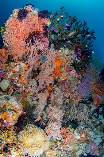 Beautiful coral scenes with vibrant fish life and divers