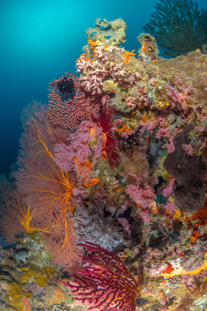 istock Pristine healthy colorful coral garden 1445021481