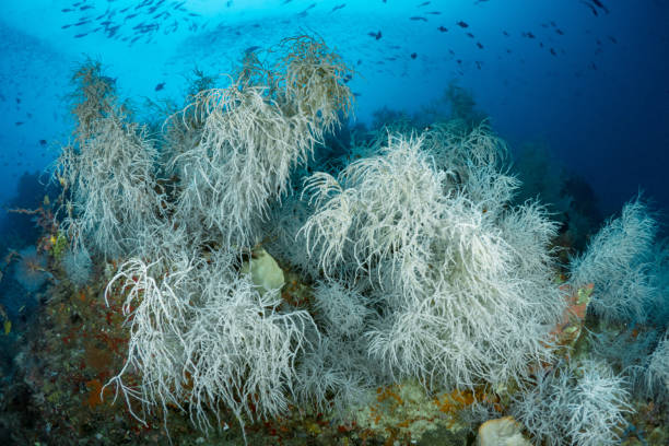 istock Pristine healthy colorful coral garden 1445021603