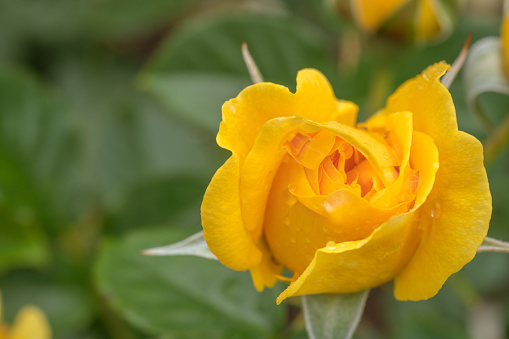 Closeup of Yellow Absolutely Fabulous Rose Bud with Selective Focus