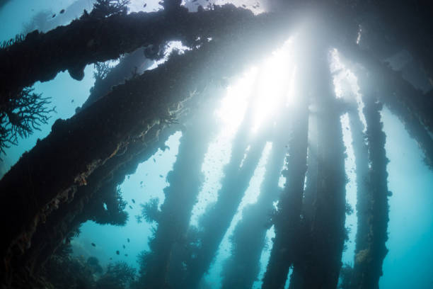 istock Coral growing on pillars of pier, as sen from underwater 1445022704