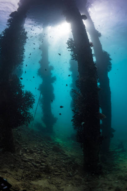 istock Coral growing on pillars of pier, as sen from underwater 1445023061