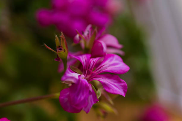 Stem with blooming buds of pink geranium. Delicate flower closeup. The beginning of the life of indoor plants stock photo