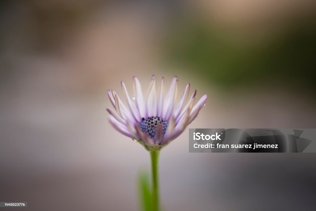 photograph of a daisy flower photography of a daisy flower with white petals photographs of flowers and nature Abstract Stock Photo
