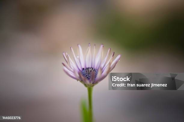 Photograph Of A Daisy Flower Stock Photo - Download Image Now - Abstract, Beauty, Blossom