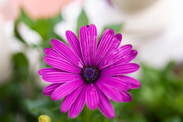 photography of a daisy flower with purple petals photographs of flowers and nature