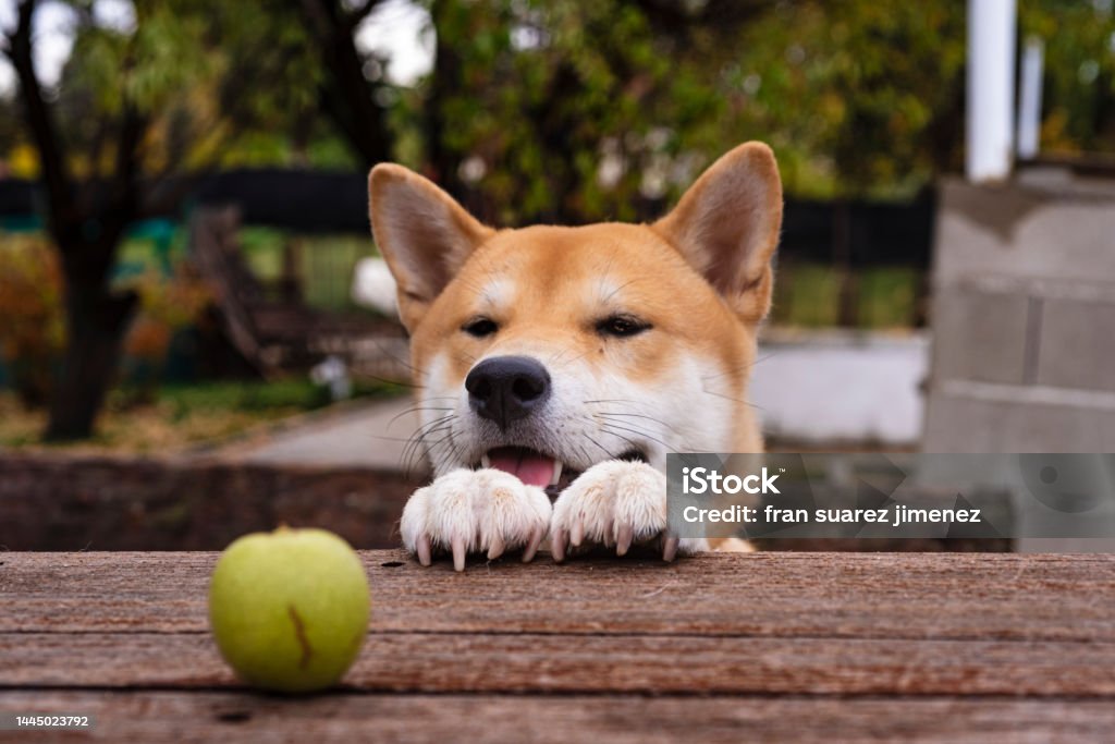 shiba inu breed dog puppy shiba inu breed dog puppy looking at a green walnut above a table smiling with a happy face pet photography Adult Stock Photo