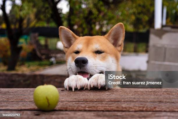Shiba Inu Breed Dog Puppy Stock Photo - Download Image Now - Adult, Adults Only, Affectionate